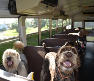 Montar en autobus con perro