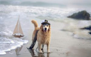 Viajar en barco con perro