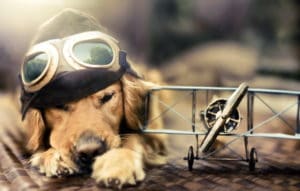 Volar en avion con perro